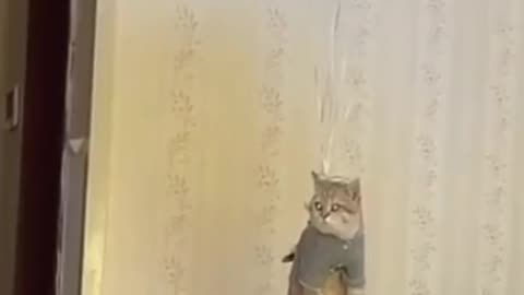 Cute cat videos funny