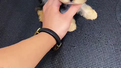 Does anyone want a pet