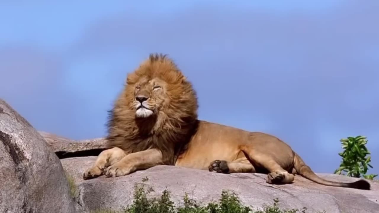 After shaking his mane and cooling down from a night of activity