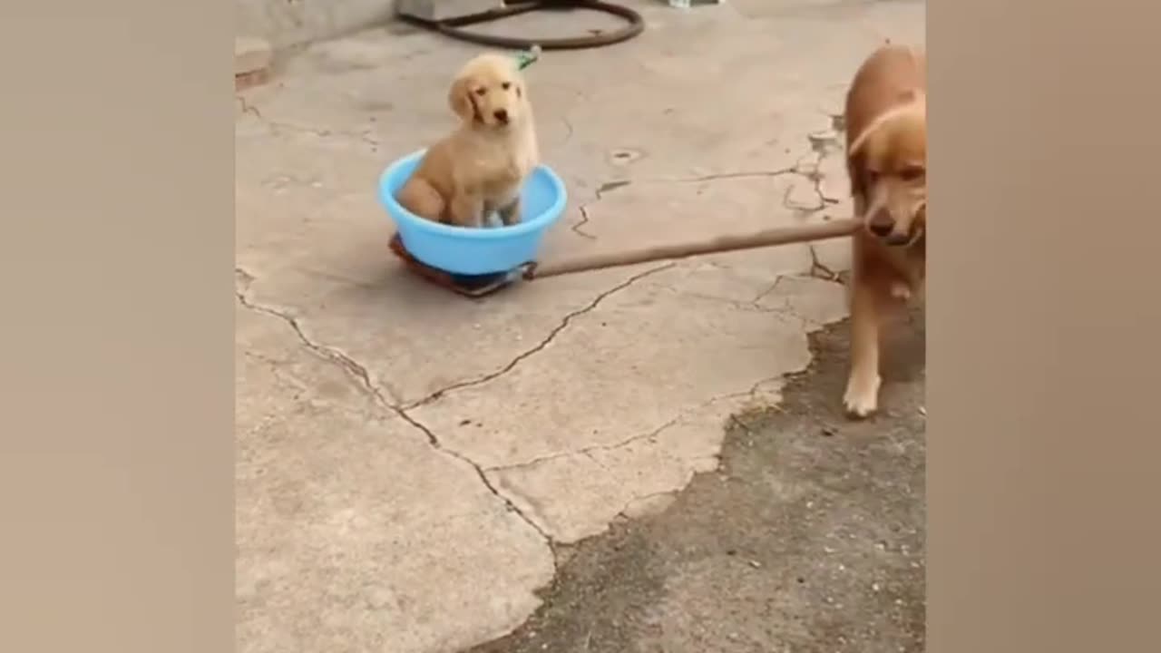 Funny Animal Video 2024 🤣🤣