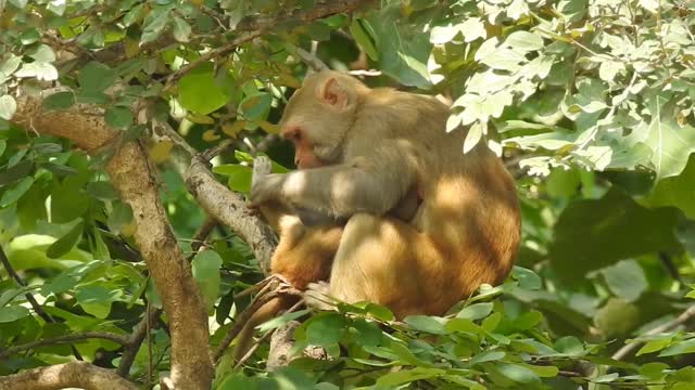 Monkey mom taking care of her baby