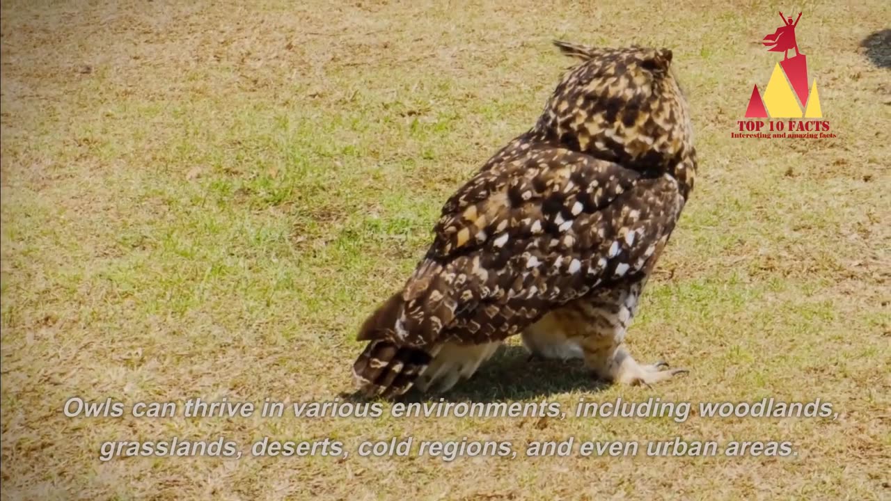 TOP 10 Facts All About OWLS