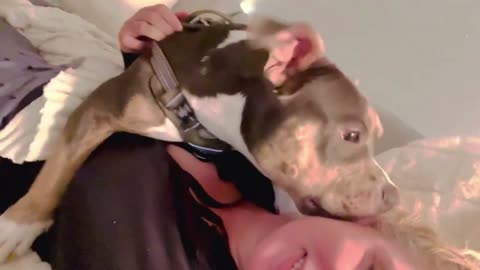 Dear Mommy, Your Mine |American Bully Loves to Cuddle