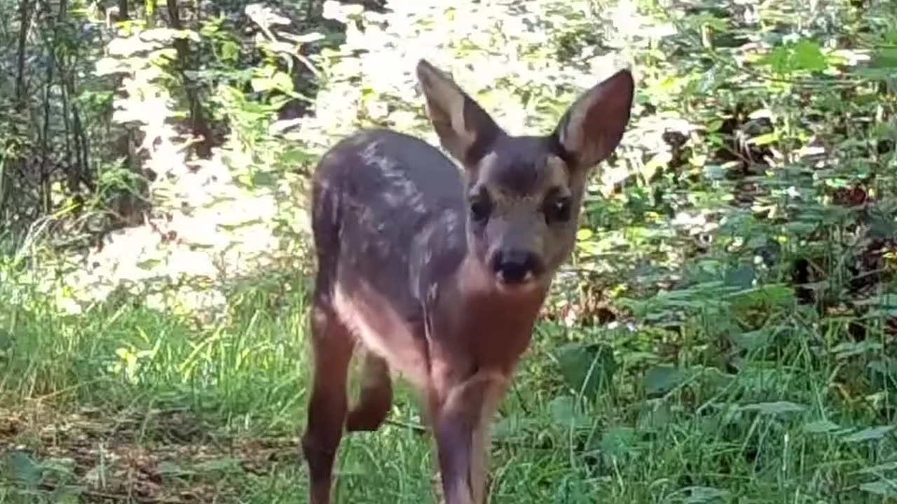 A little fawn, typically a young deer