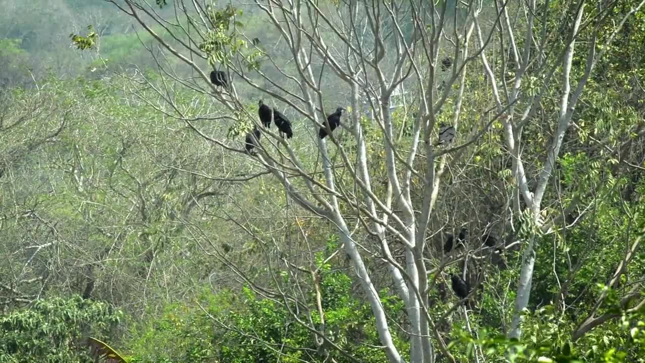 Tree Wild Life Nature Wild Predator Vulture