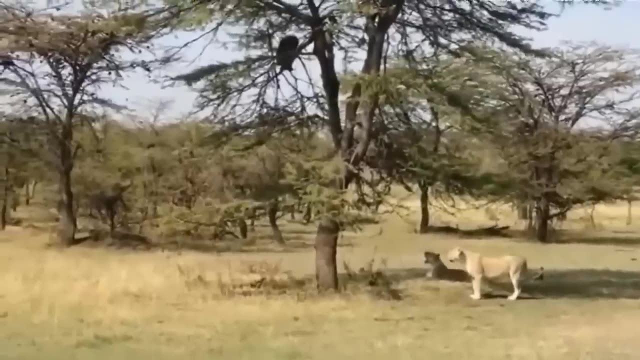 Monkey saved zebra from the lion