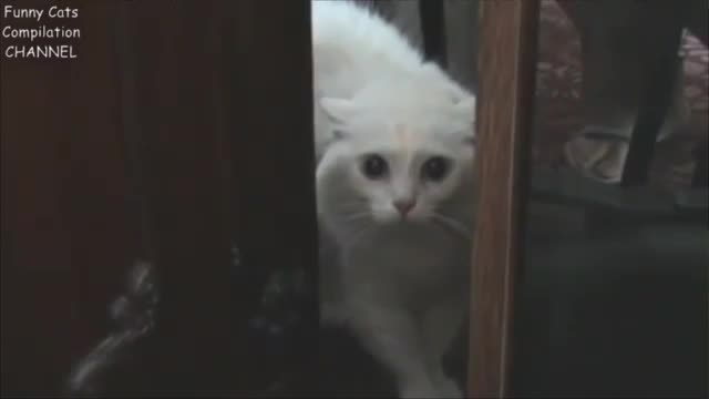 Funny animal videos