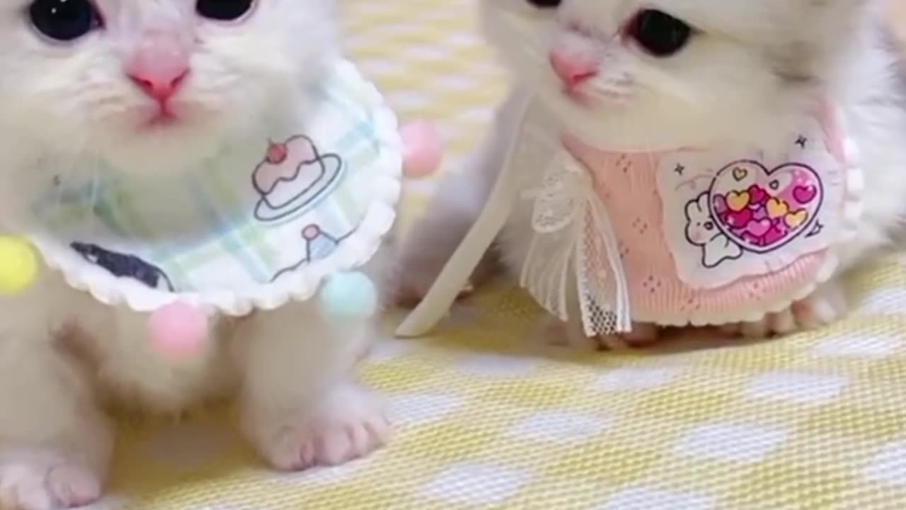 Cute cat expression