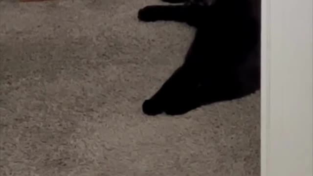 Adopting a Cat from a Shelter Vlog - Precious Piper Looking at the Camera from the Hall #shorts