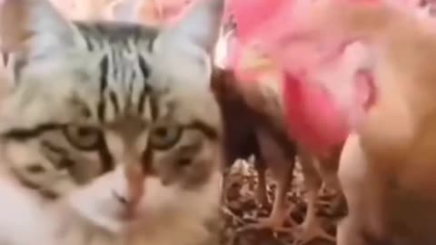 Funny Animal