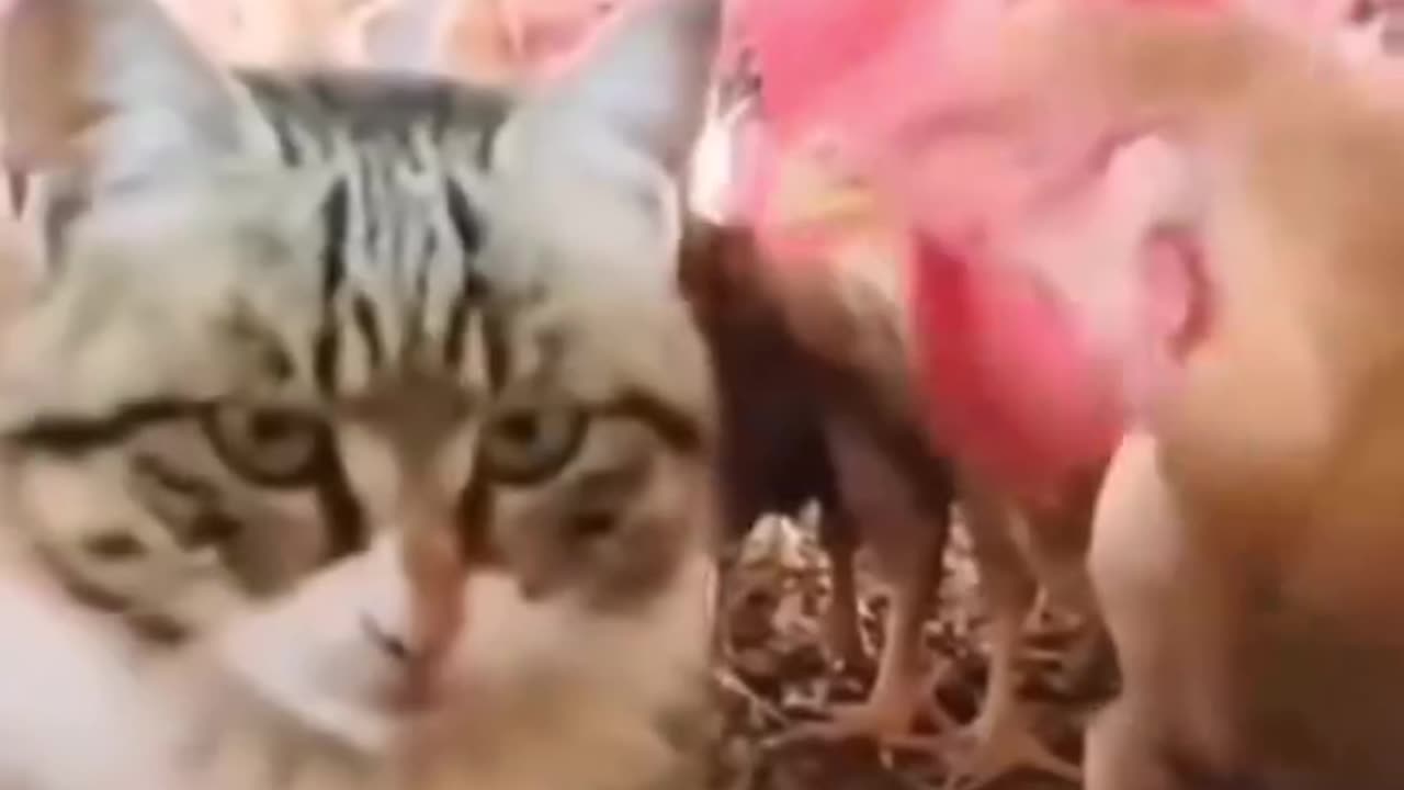 Funny Animal