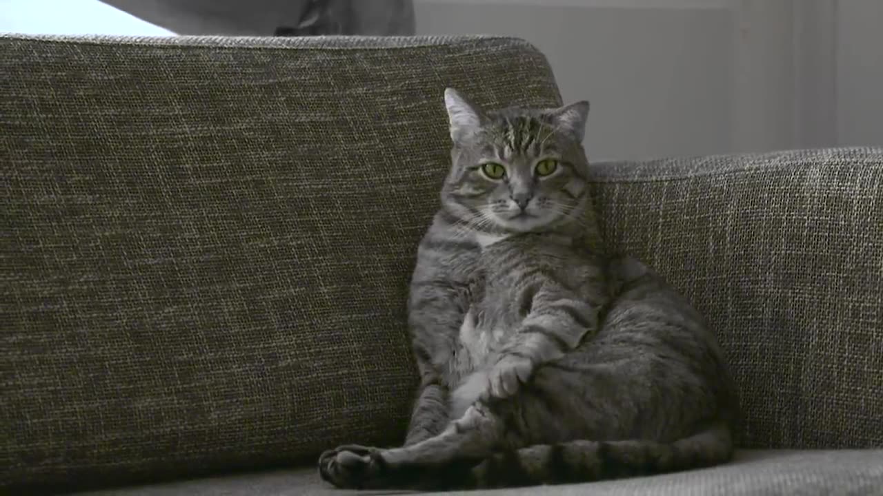 Cats In Therapy