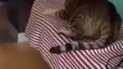 Funniest Dogs and Cats Video - the best of 2022 #1. (Creative Commons)