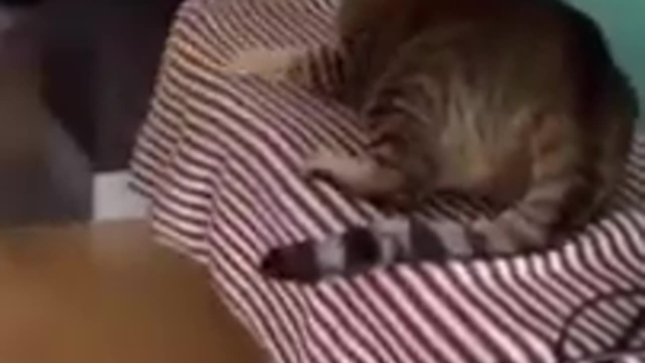 Funniest Dogs and Cats Video - the best of 2022 #1. (Creative Commons)