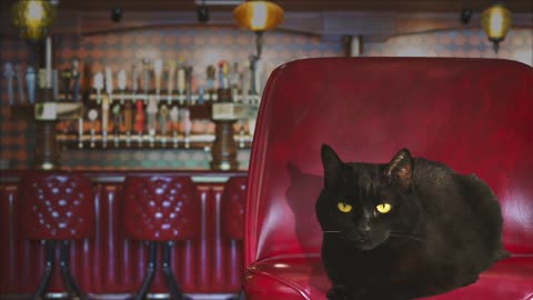 Craft Beer Training - Tips from HopCat’s Inappropriate Cat