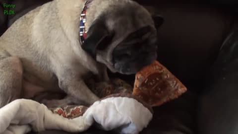 Funny Dogs Stealing Pizza Compilation