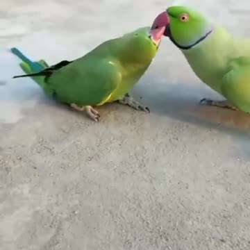 Beautiful Bird what beautiful voice