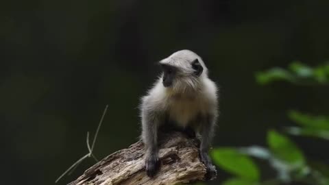 Wildlife
