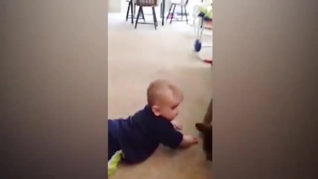 Cats vs baby