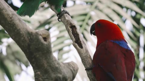 Beautiful parrots