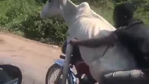 Cow on bike