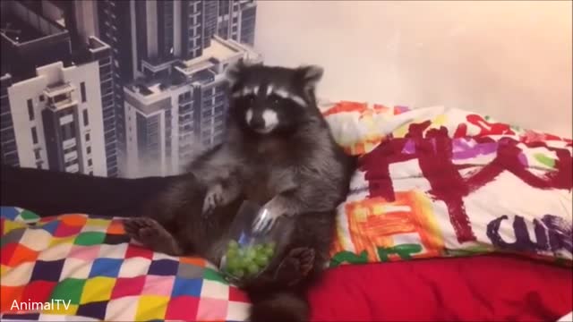Cute racoon eats grapes from a cup