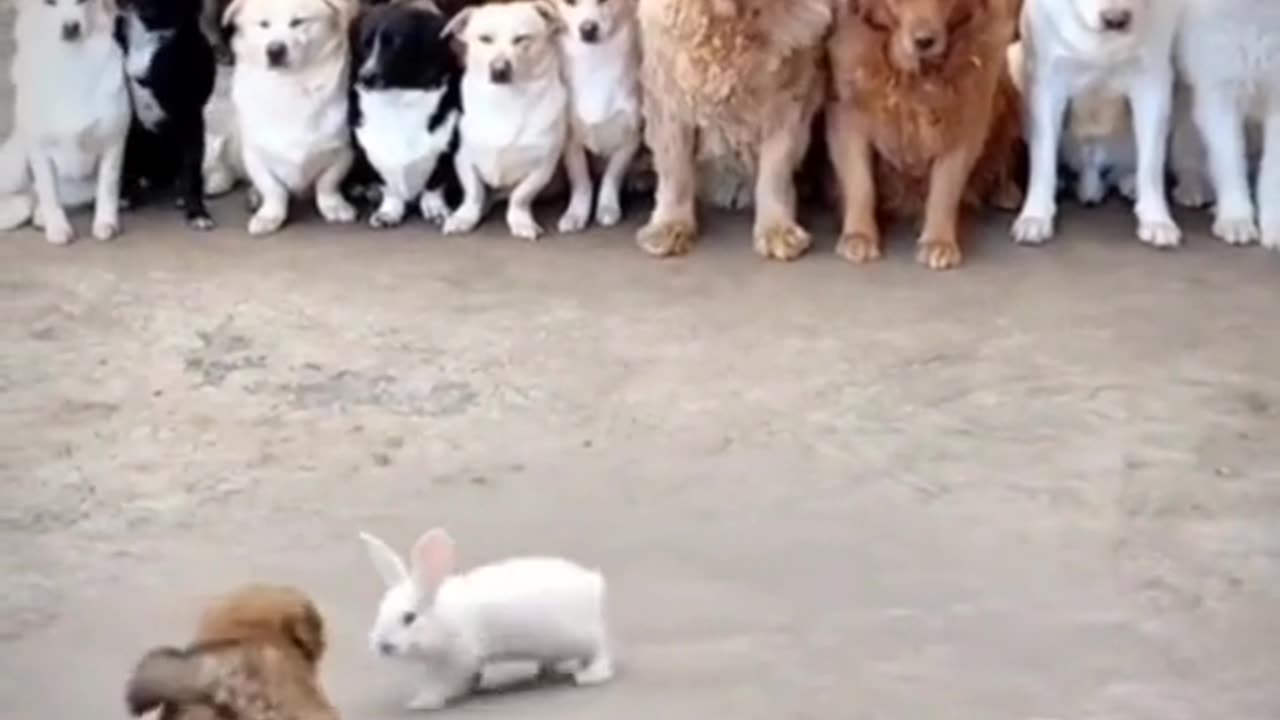 Funny dogs videos