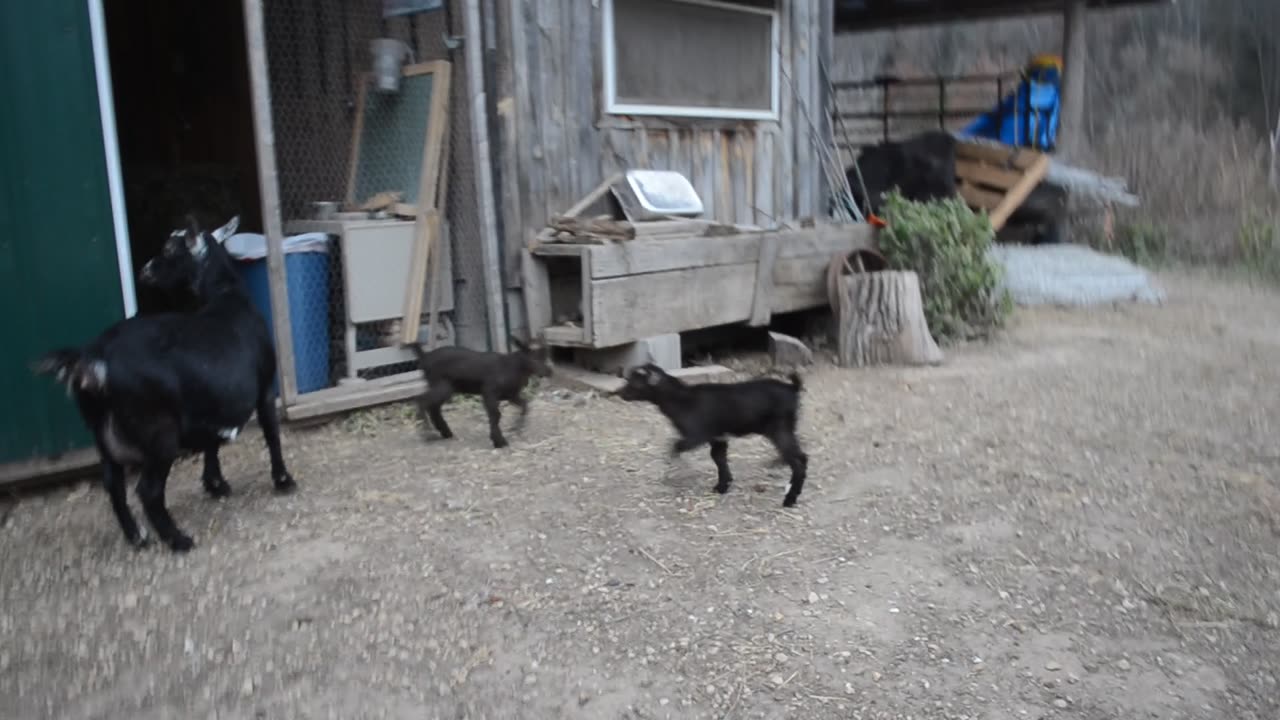 Goat Kid Vid