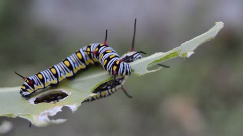 amazing caterpillar