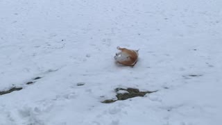 Pup Goes Sliding on the Snow