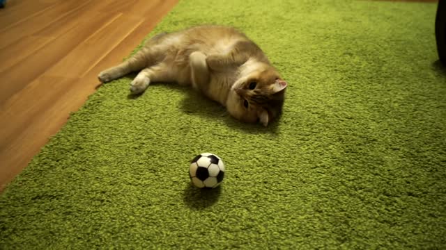 Hossi professional footballer