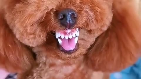 Funny Dog Video