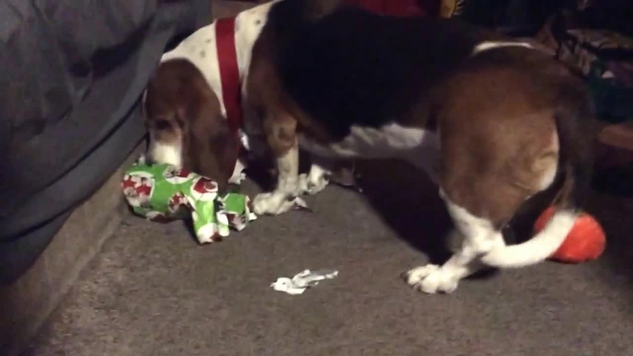 Toby the basset hound car ride