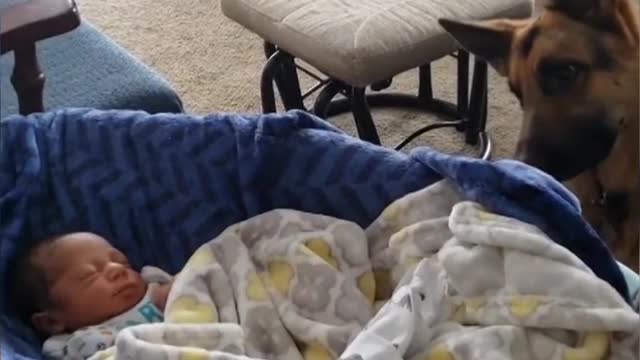 Max, the guardian dog, protects his baby while she sleeps