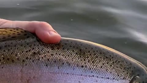 Do any other trout fight as hard as a big rainbow