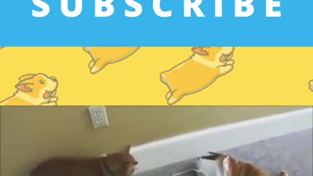 Gatti pazzi ✪ Gatti divertenti ✪