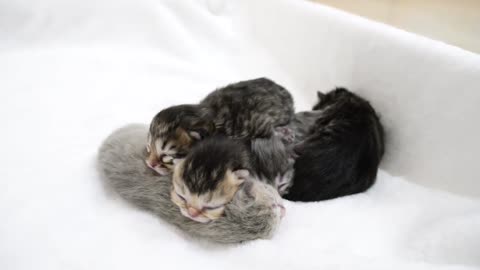 The competition for the position where the kittens can sleep is too cute