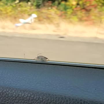 Bug hangs on at 60 mph.