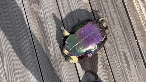 Turtle Tries to Find Way Off Fishing Dock