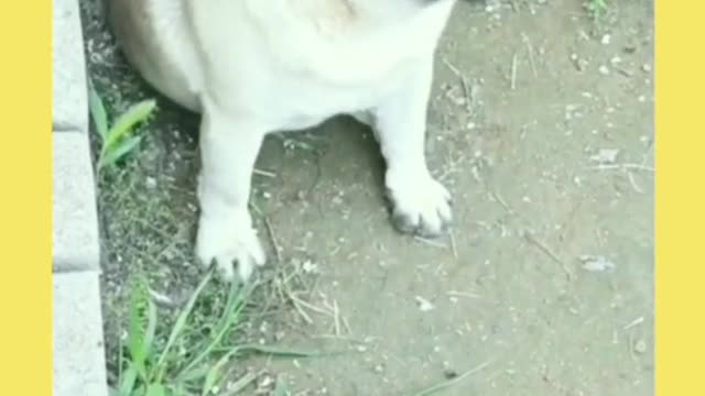 Funny dog imitation show