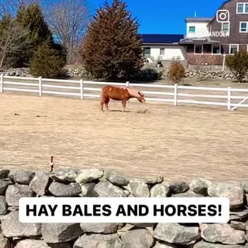 HAY BALES AND HORSES!