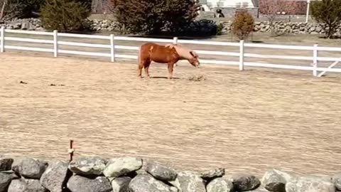 HAY BALES AND HORSES!