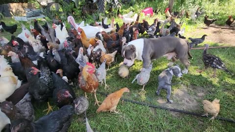 The Most Amazing Peaceful Way To Start The Day #love #homestead #chicken #short