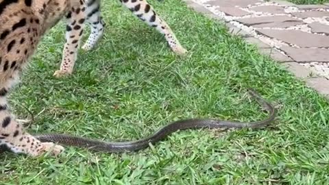 Two Servals Gets Curious about a Snake That Invaded Their Territory