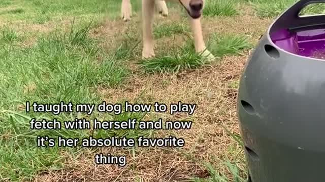 Clever Doggo Uses Machine to Play Fetch with Herself