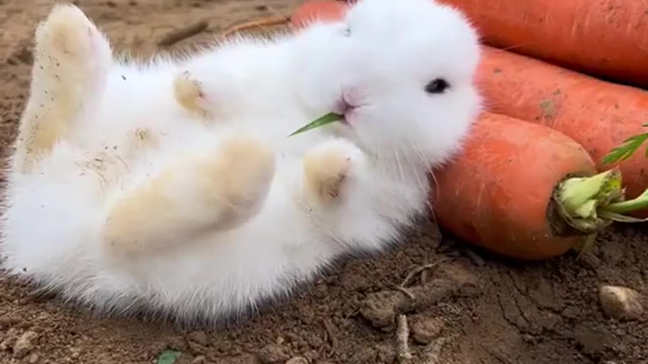 Carrot Carnival: Cute Baby Bunnies Feast in the Carrot Wonderland!