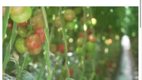 They lie about it all.