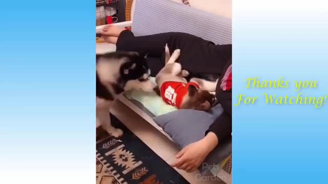 So funny cute ❤ dogs 🐶 and cats 🐱 Reaction Videos.