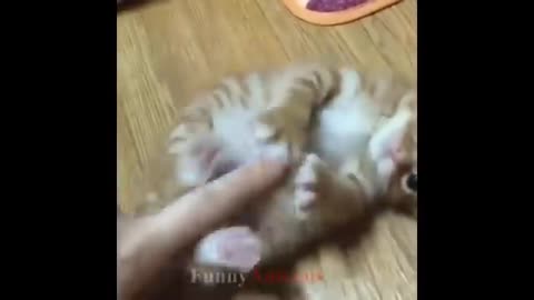 So many cute kittens videos compilation 2018