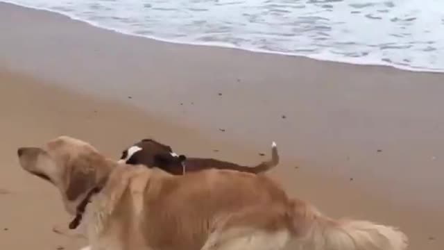 Playing At The Beach